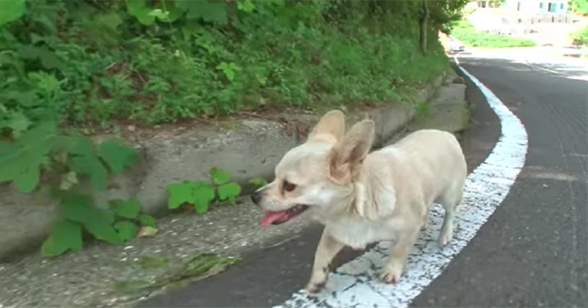 Cane viaggia sull’autobus solamente per rimanere vicino alla sua famiglia