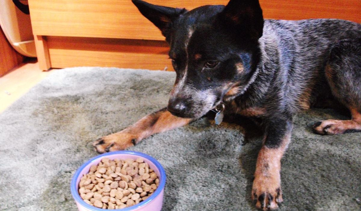 cane davanti alla ciotola del cibo