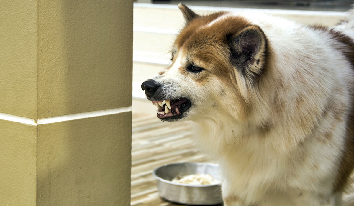 cane che non fa avvicinare nessuno alla ciotola