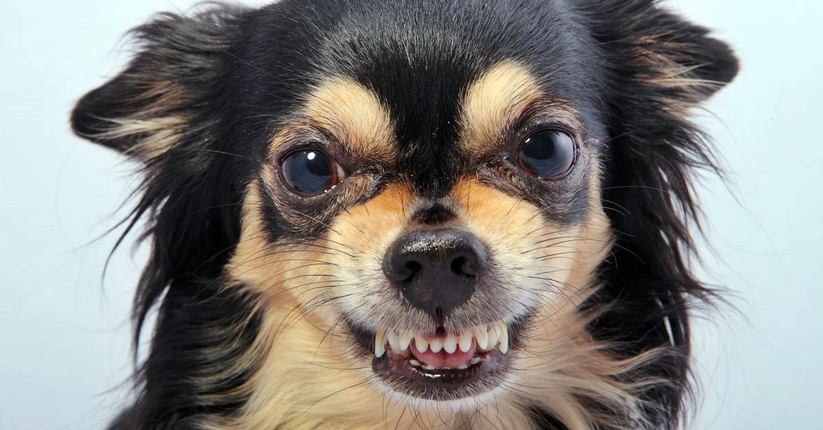 Perché i cani attaccano quando mangiano?