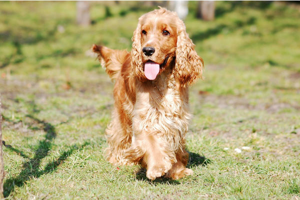 cane in giardino