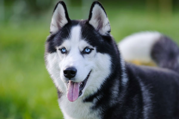 cane che guarda