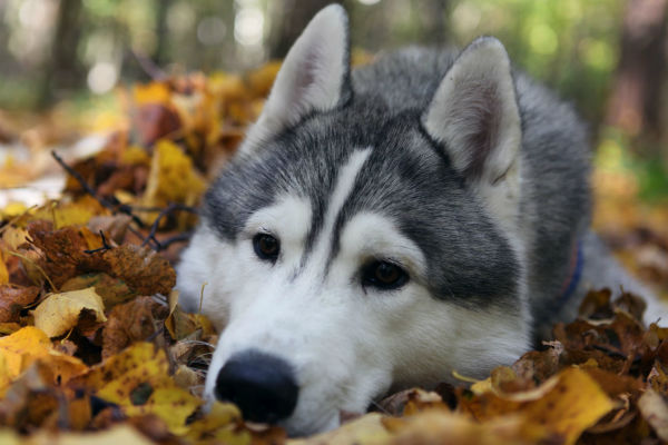 cane che riposa