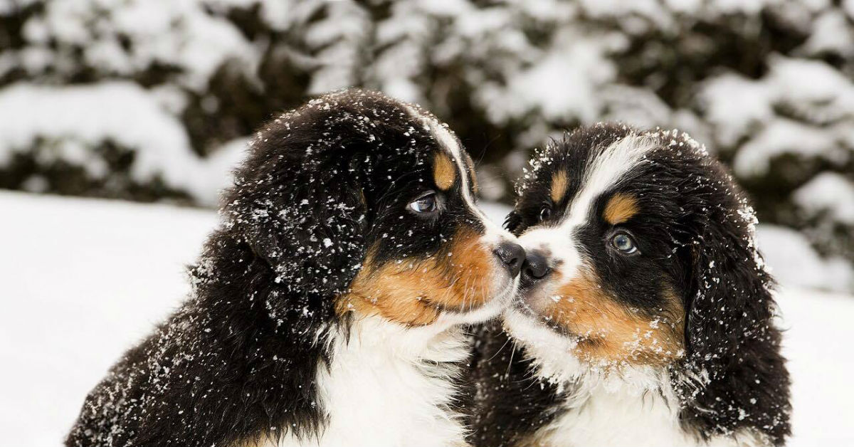 Razze di cani che amano la neve: ecco quali sono