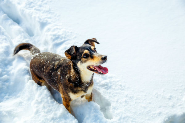 cane sulla neve