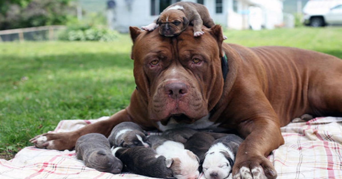 I cuccioli di cane sentono la mancanza della mamma?