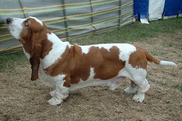 cane che guarda