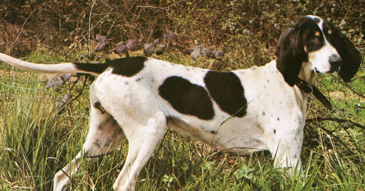 Cani con l’olfatto più sviluppato: tutte le razze