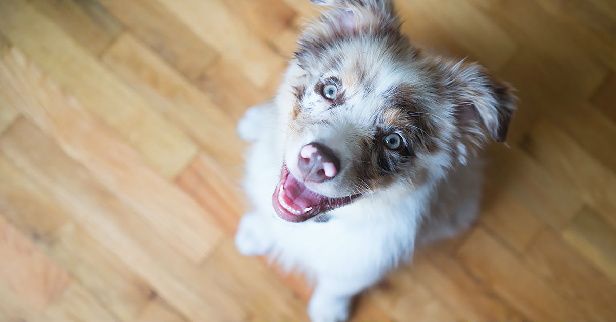 Razze di cani con problemi agli occhi: le più a rischio