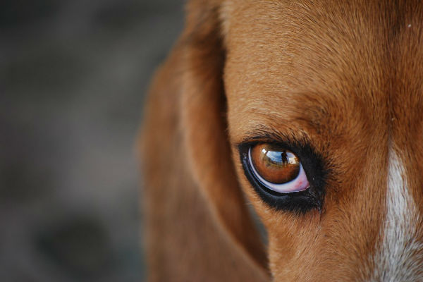 distrofia corneale nel cane