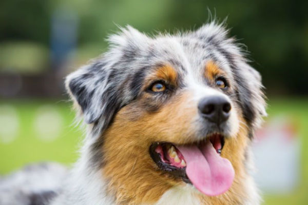 cane con bocca aperta