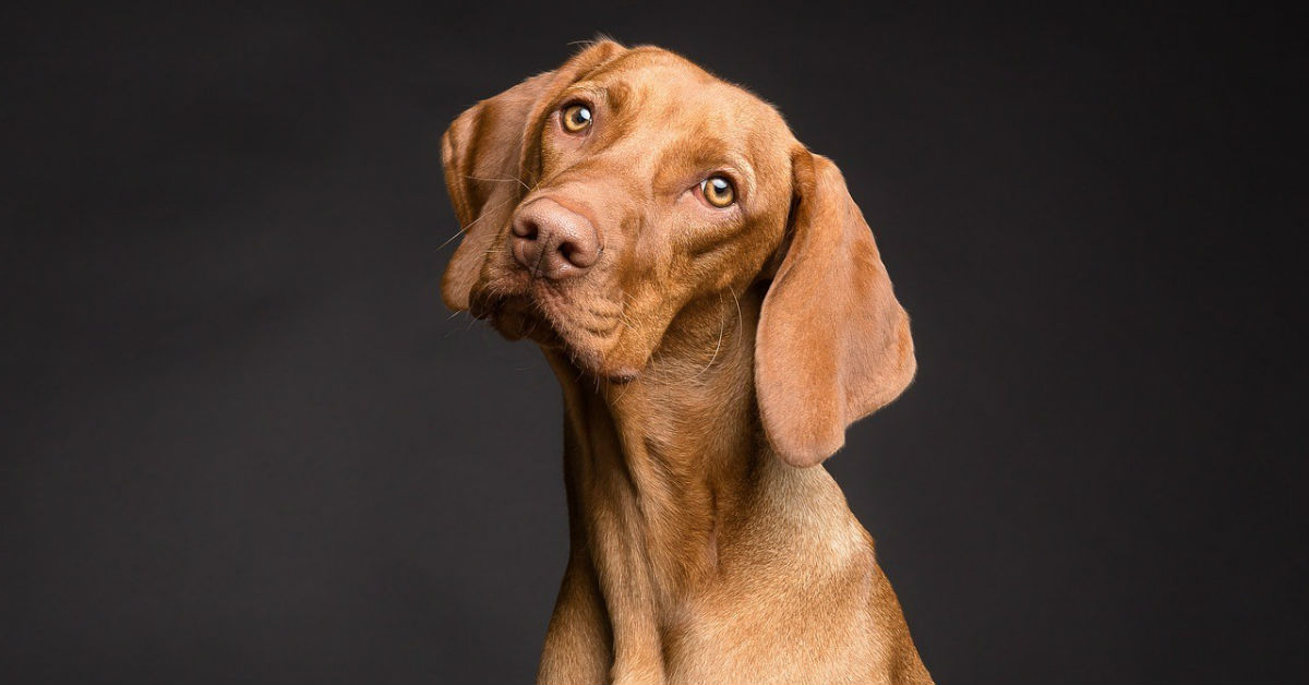 Cani concentrati sull’obiettivo: le razze che hanno bisogno di un “lavoro”