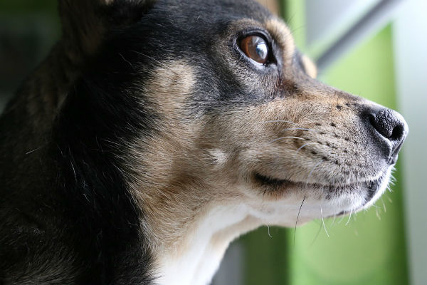 cane che guarda dalla finestra