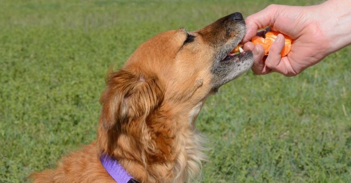 cane mangia il mandarino
