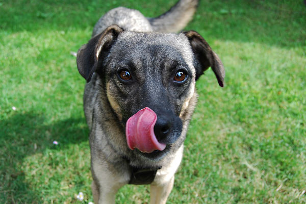 cane che si lecca i baffi