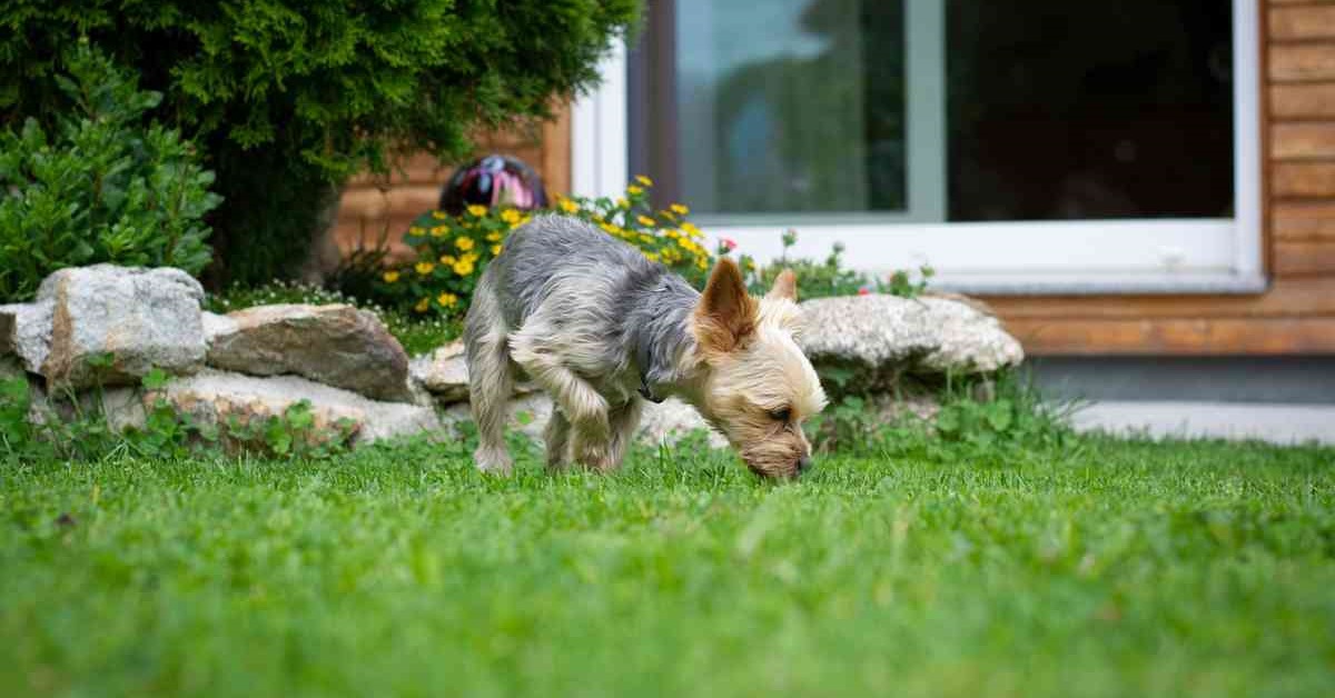 Cani e morsi di formica: come riconoscerli e trattarli