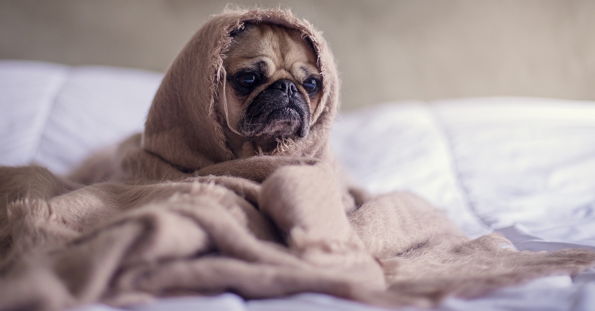 cane avvolto nelle coperte