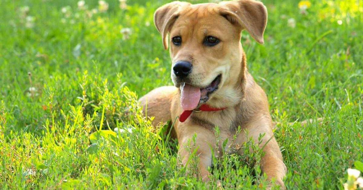 cane in campagna