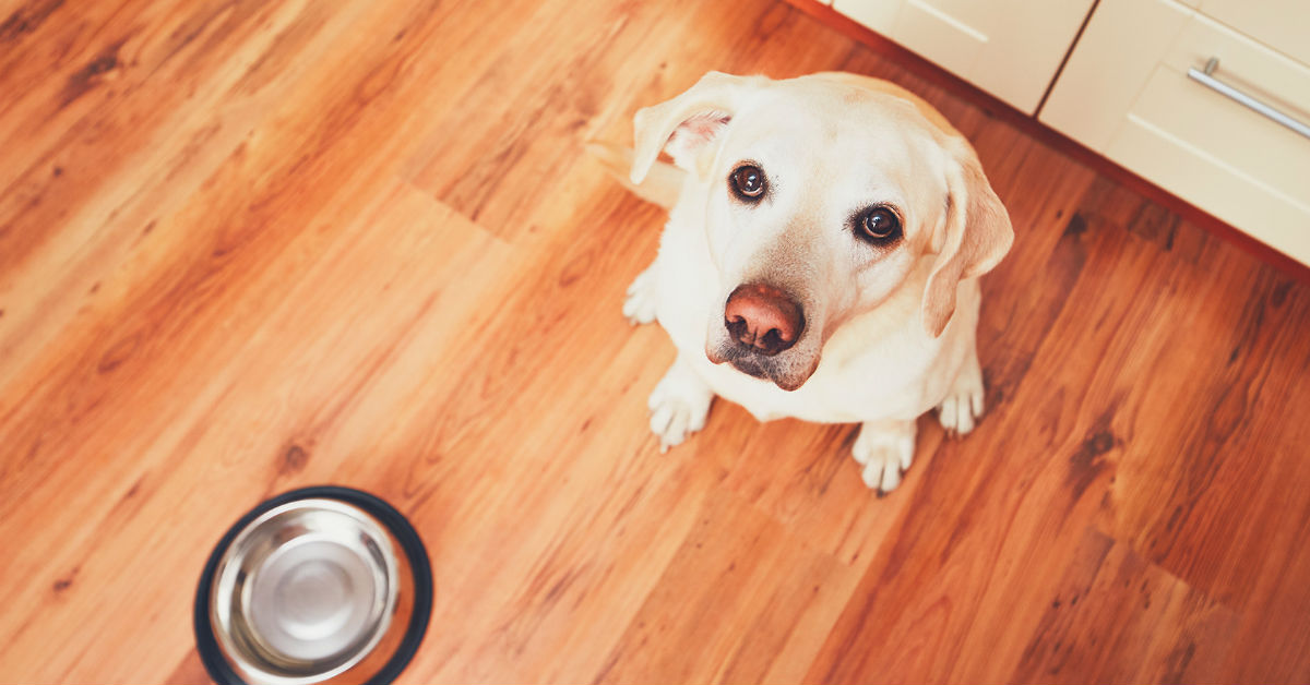 Cani e noce moscata: la possono mangiare o è velenosa?