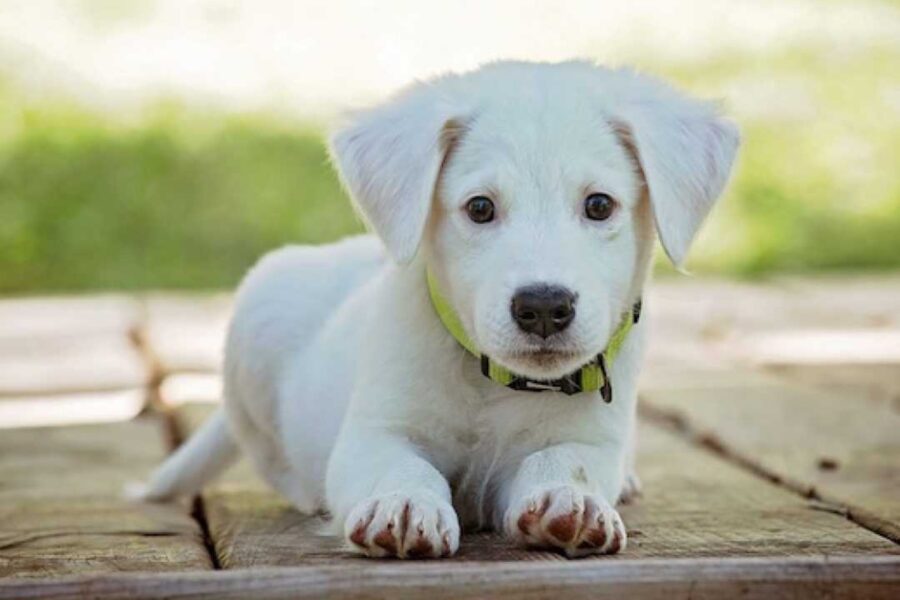 cucciolo di cane