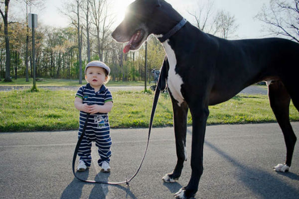 cane gigante e bambino