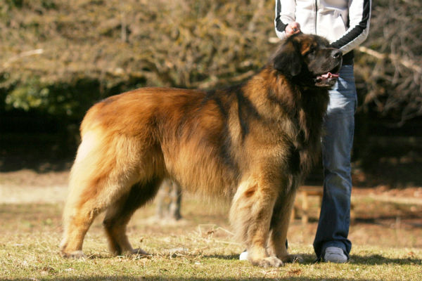 cane grande