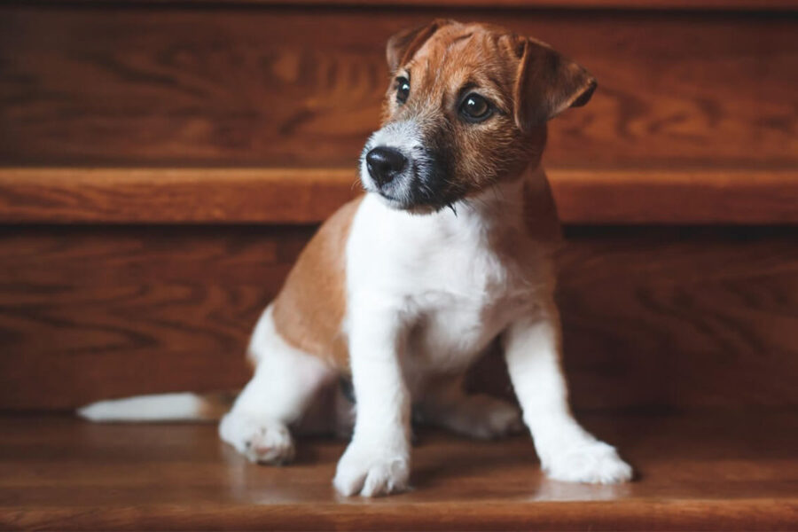 cucciolo di cane sulle scale