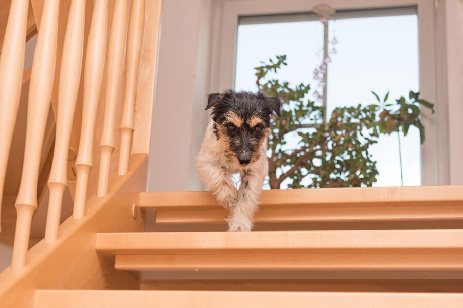 cane che scende le scale
