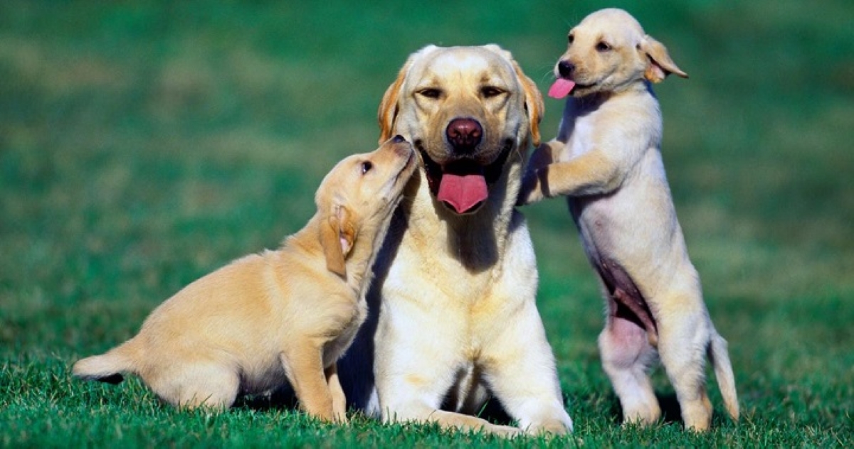 Cani maschi e cuccioli: sanno o no di essere papà? Come reagiscono?
