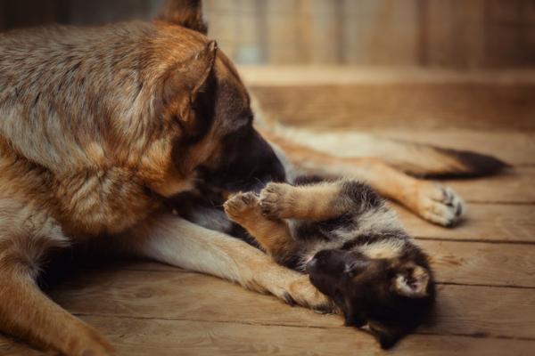 è possibile un contatto tra cani maschi e cuccioli?