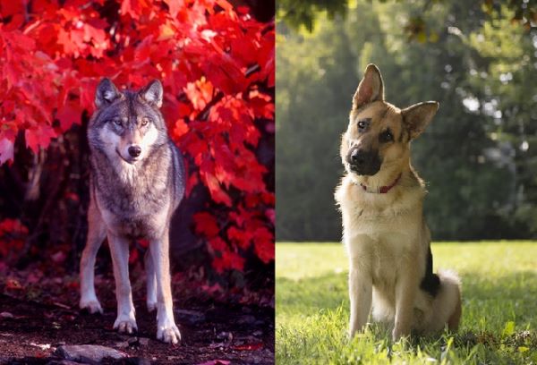 cani maschi e cuccioli curiosità 