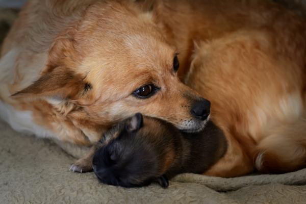 legame tra cani maschi e cuccioli 