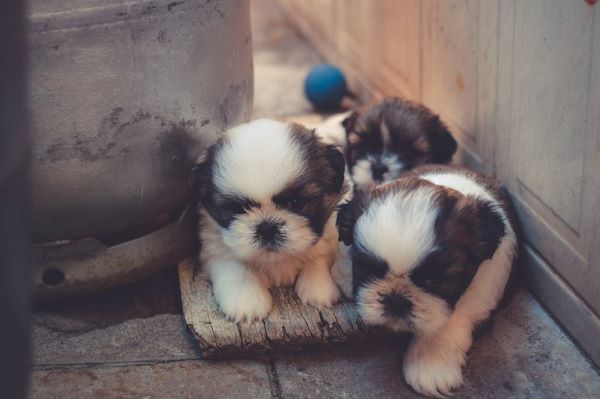 cuccioli che incontrano il padre