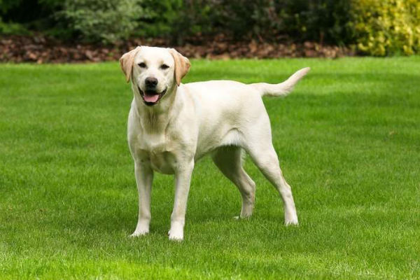 cane in giardino