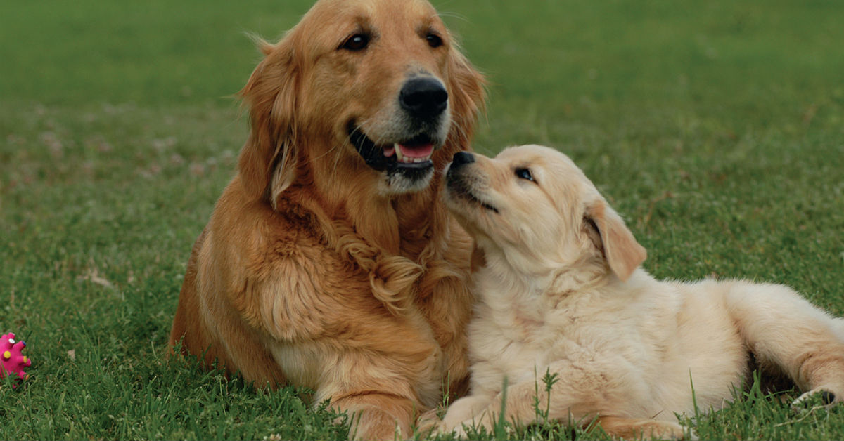 Razze di cani per bambini autistici: Fido, compagno e supporto