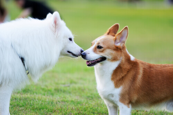 il cane può veramente portare rancore