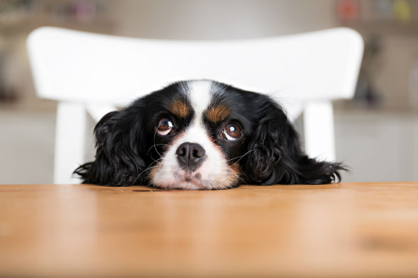 cane sul tavolo