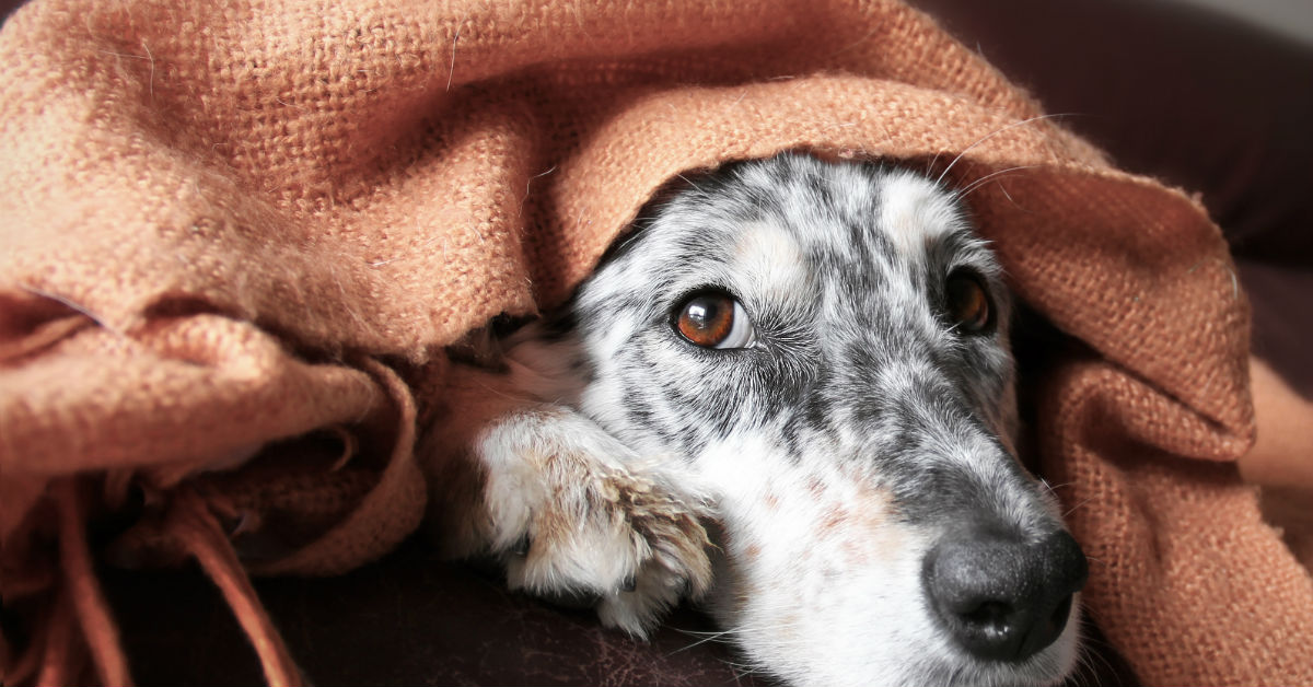 I cani possono simulare le emozioni (e fingersi tristi o impauriti)?
