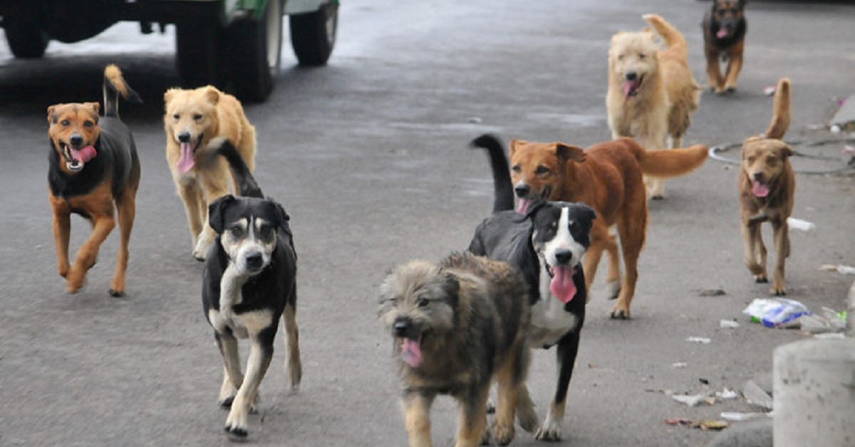 Cani randagi salvati e adottati da un prete brasiliano