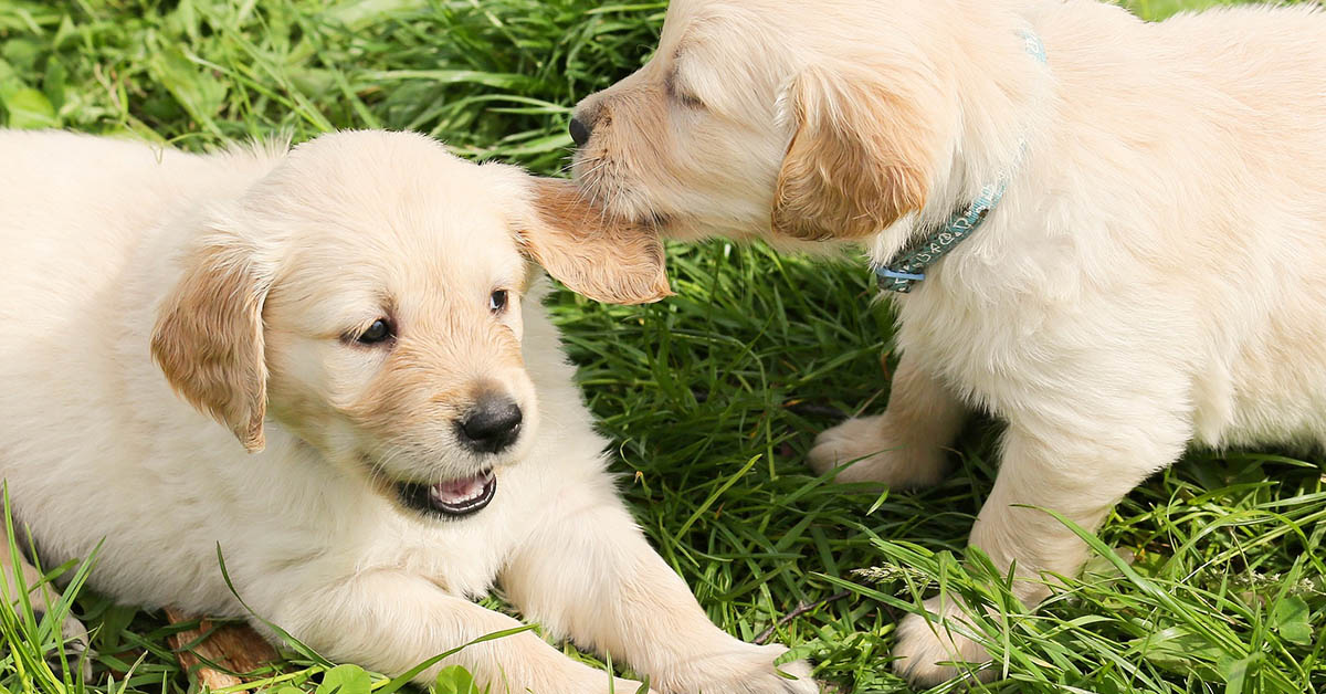 Come far rispettare l’altro cane a Fido