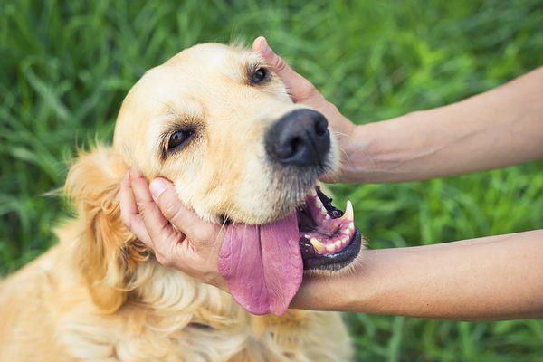 cane felice