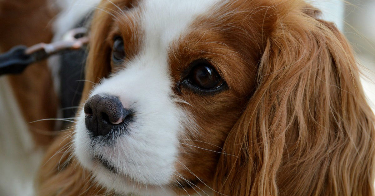 Cause di perdita di peso del cane: le più comuni