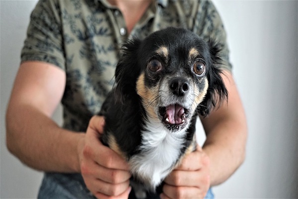 si possono dare gli antistaminici al cane?