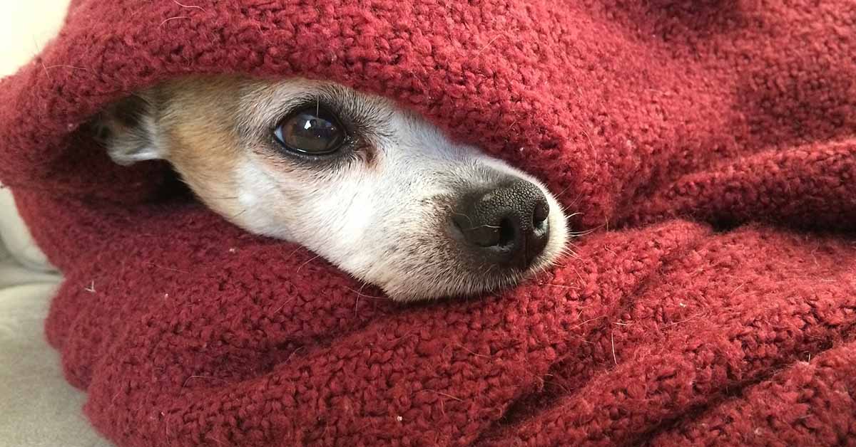 Perché il cane mastica la sua coperta?