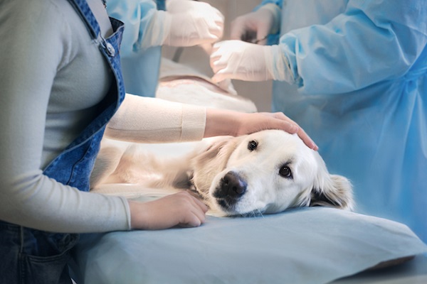 cane preoccupato dal veterinario