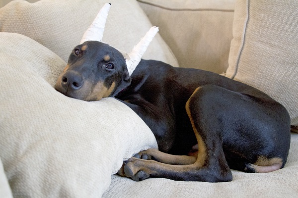 cane alano operato alle oracchie