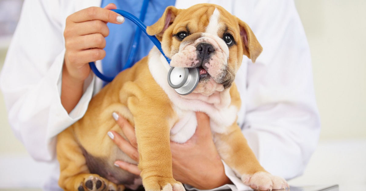 Chirurgia elettiva nel cane: si può fare? In che consiste?