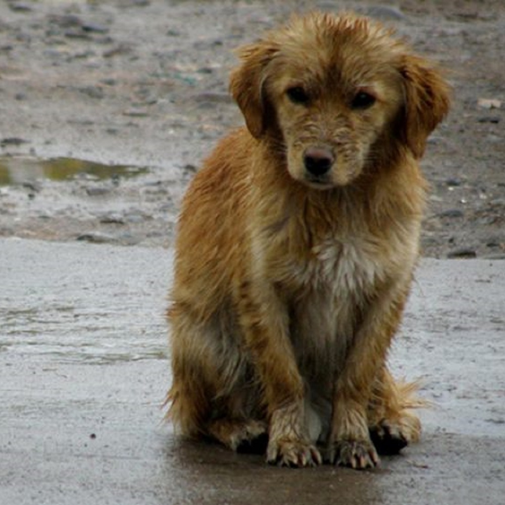 cile-cani-strada