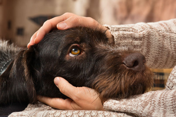 cane sulle ginocchia