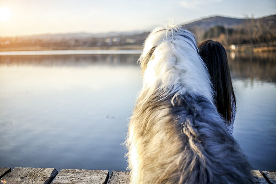 cane e ragazza al lago